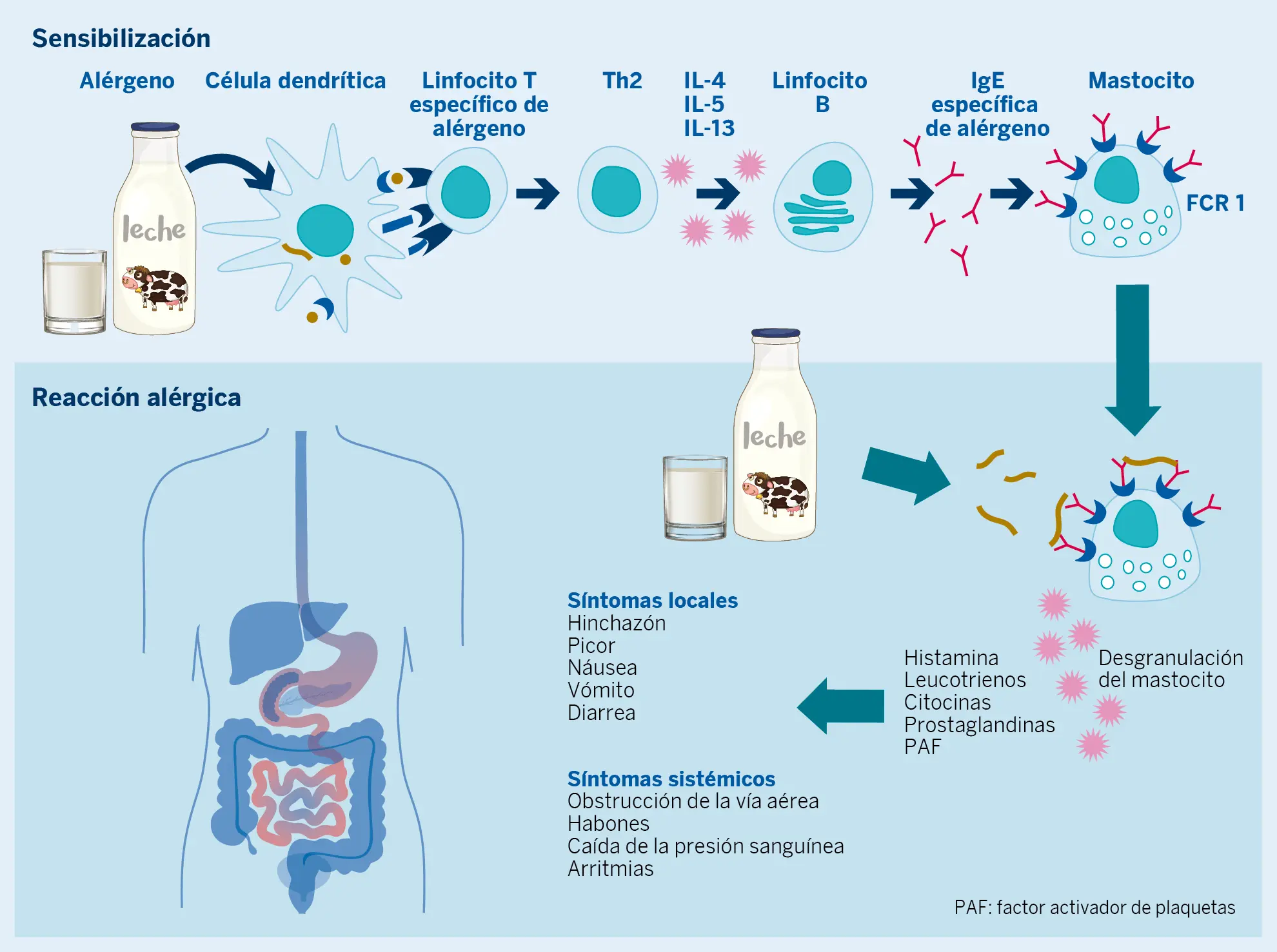 Figura 1. Fases de la reacción alérgica a la leche