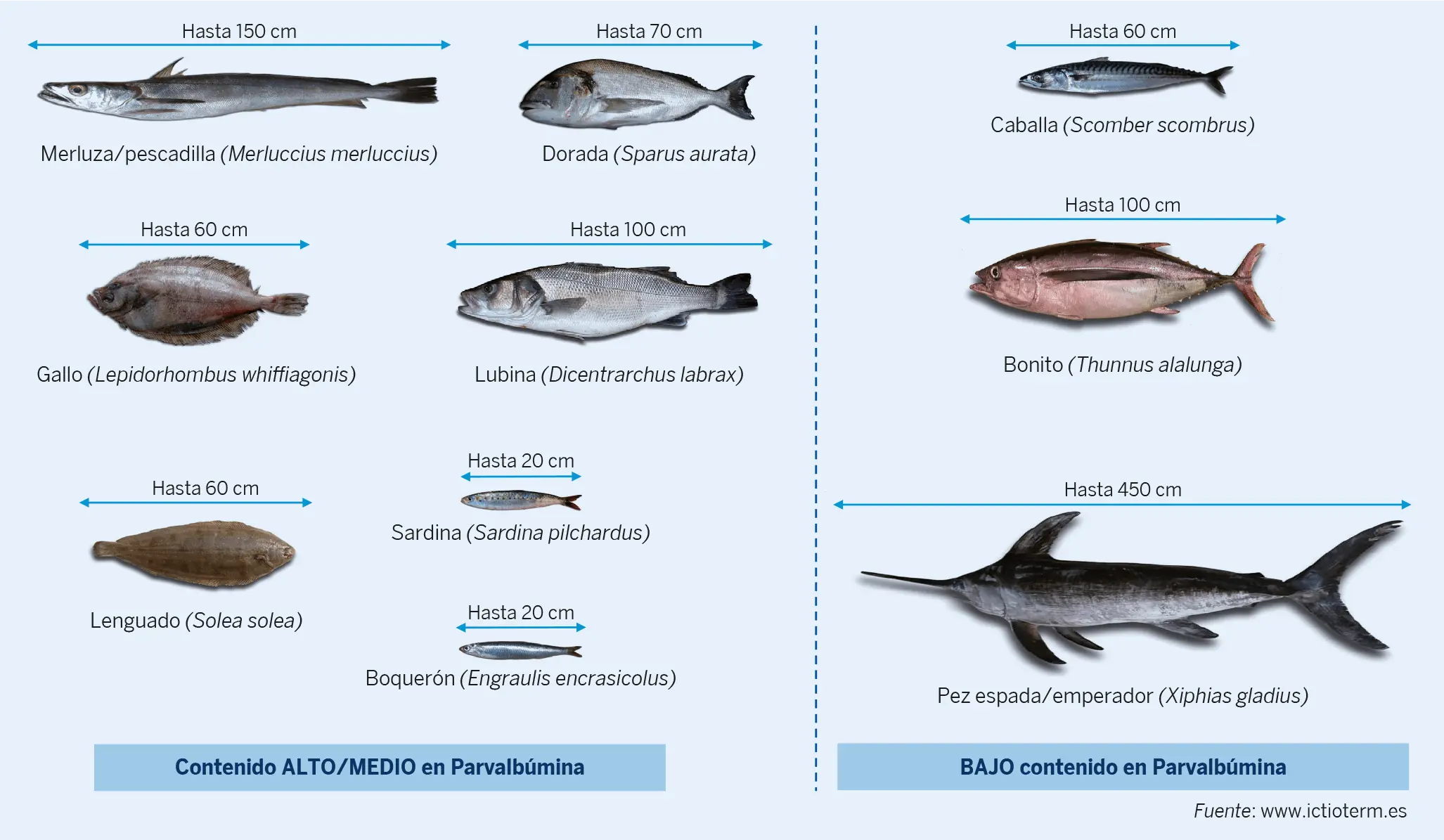 La alergia a pescados y mariscos y Anisakis simplex - La alergia a pescados  y mariscos y Anisakis simplex | Libro de las enfermedades alérgicas de la  Fundación BBVA