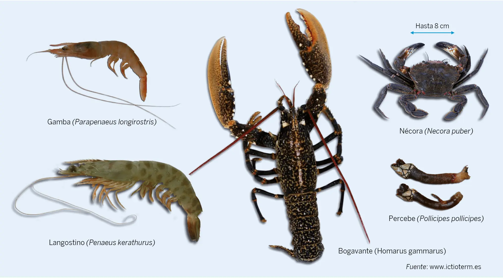 Figura 5. Especies de crustáceos de consumo frecuente en España