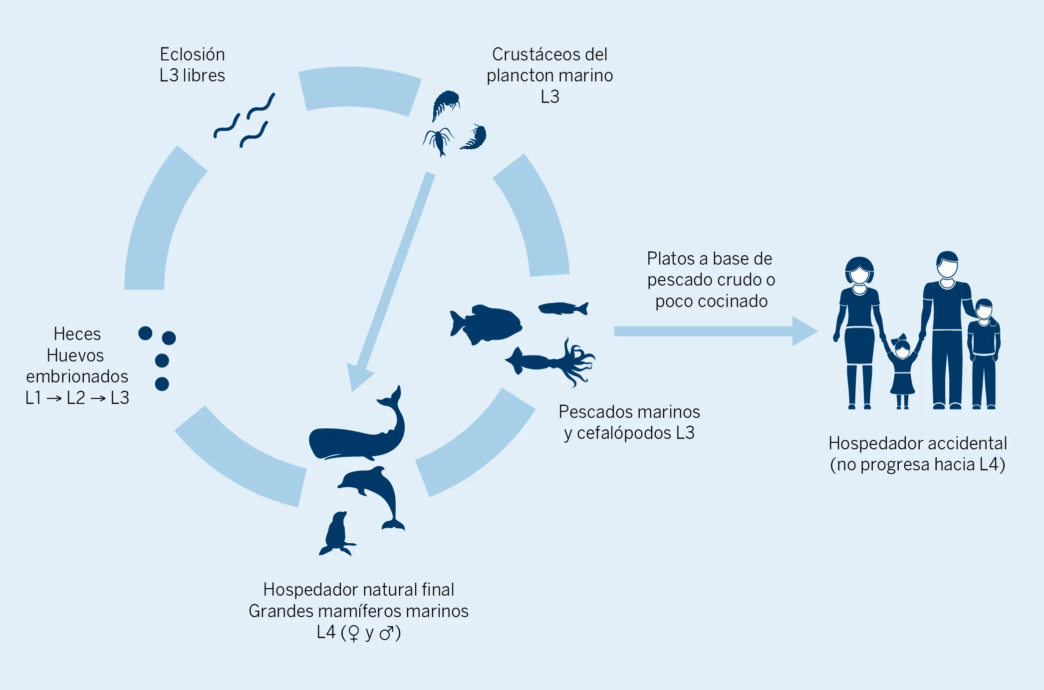 Figura 7. Ciclo biológico del Anisakis simplex