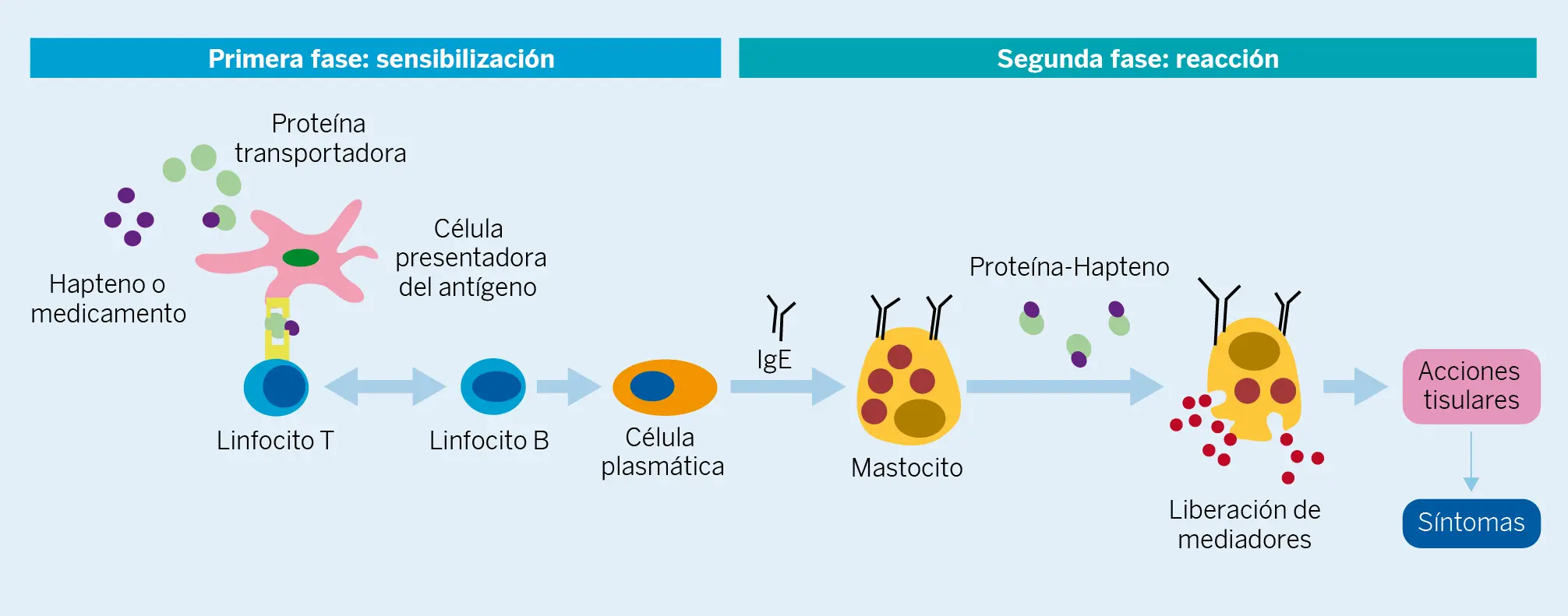 Figura 1. Fases de la reacción alérgica