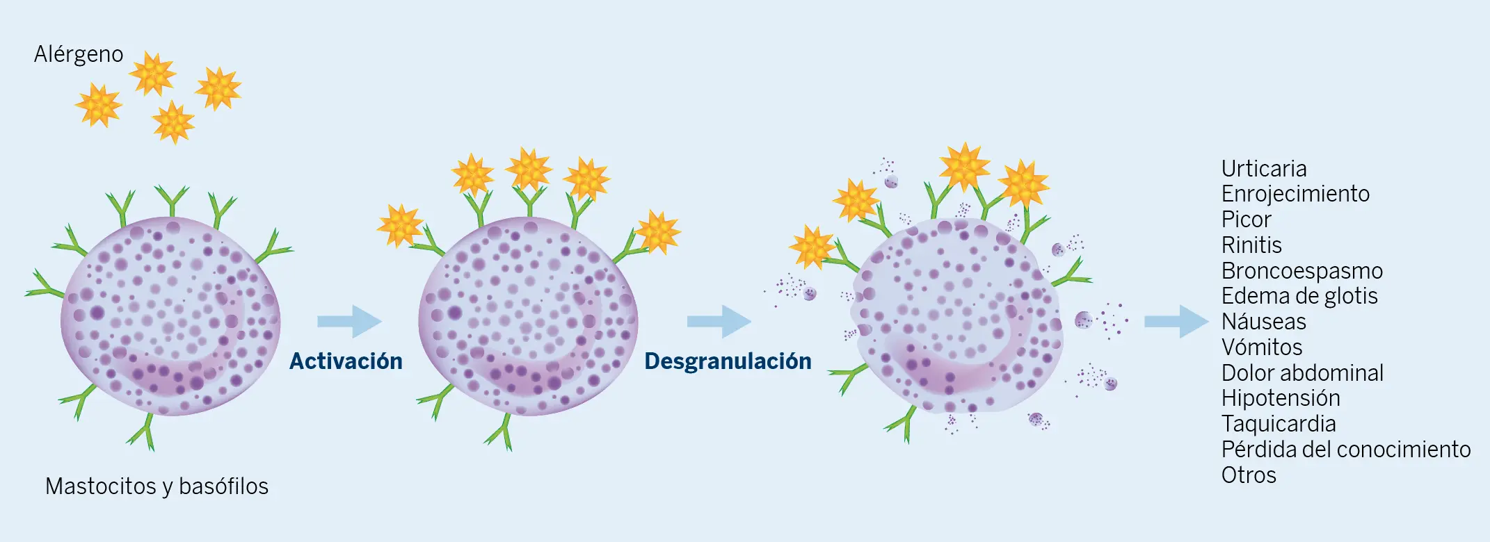 Figura 1. Activación de mastocitos y basófilos