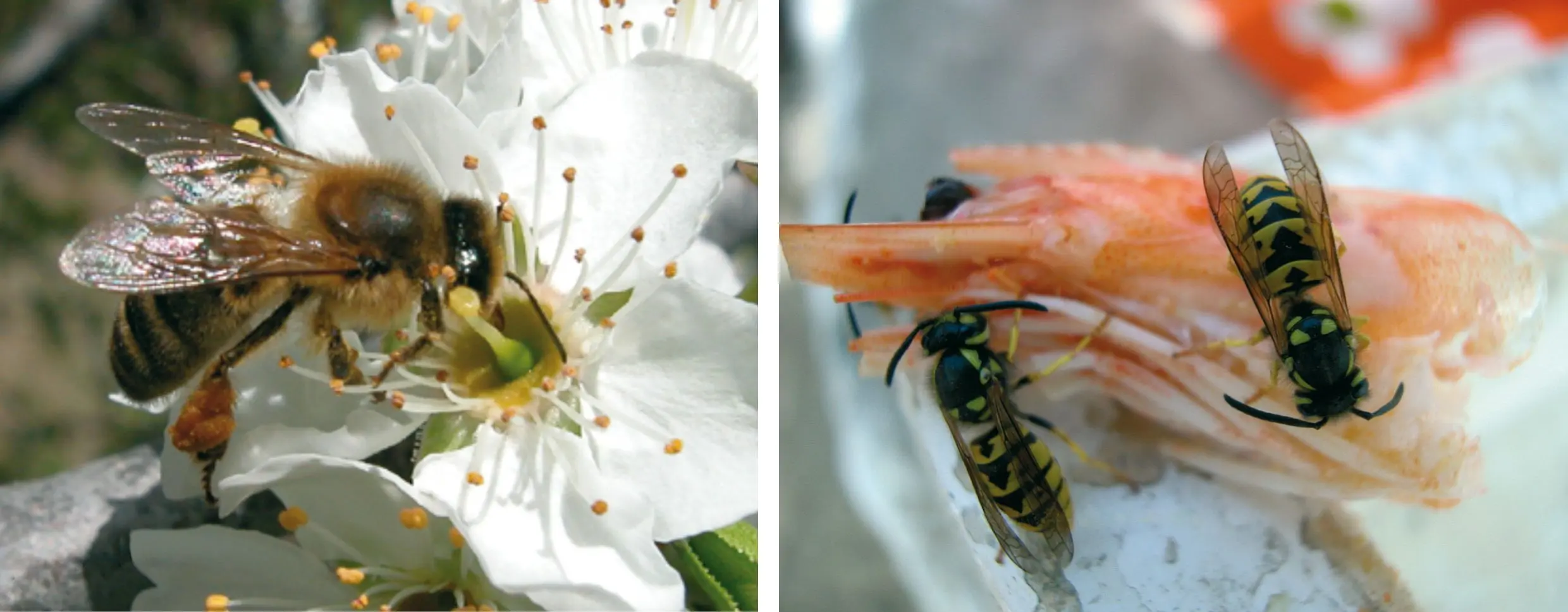 Abeja (Apis mellifera) (izquierda), Vespula germanica (derecha).