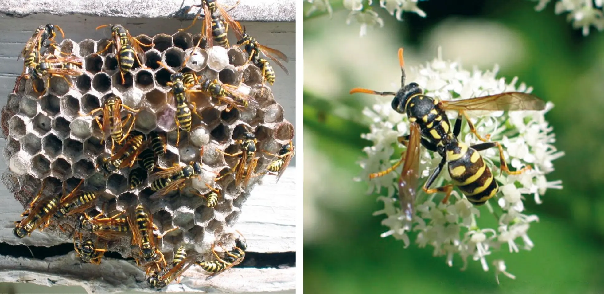 Colmena de tabarros (Polistes dominula) (izquierda), Polistes dominula (derecha).