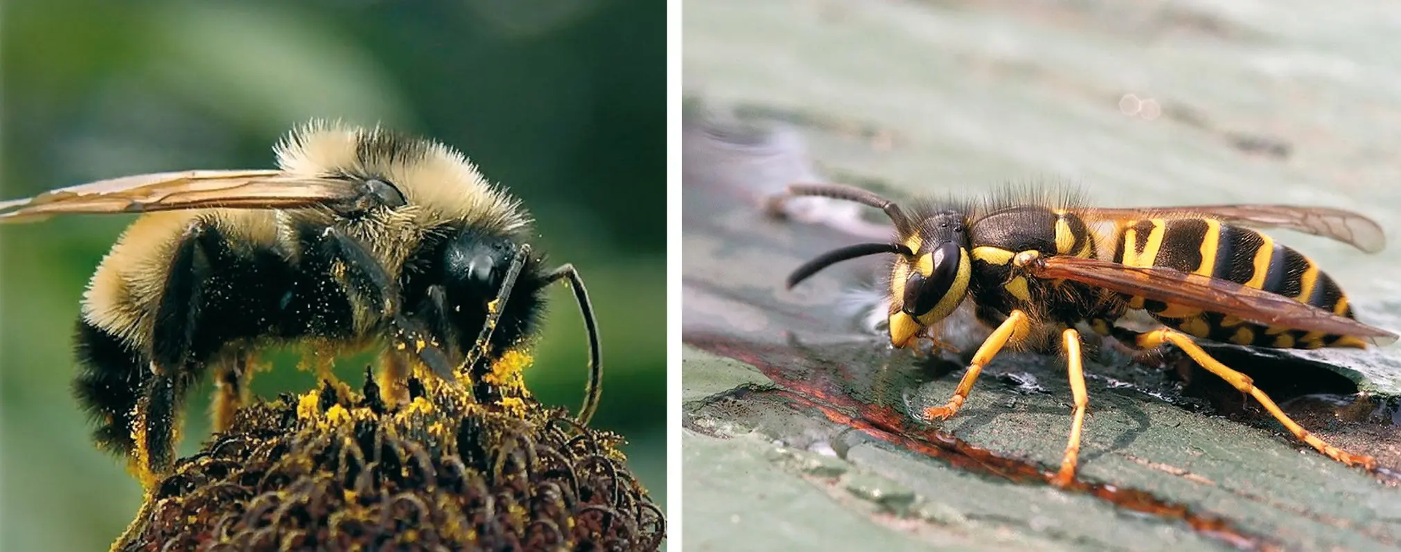 Bombus terrestris (izquierda), Vespa crabro (derecha).