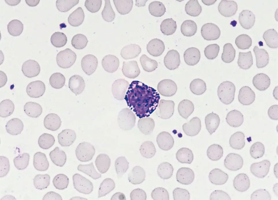 Figura 5. Basófilo humano circulante