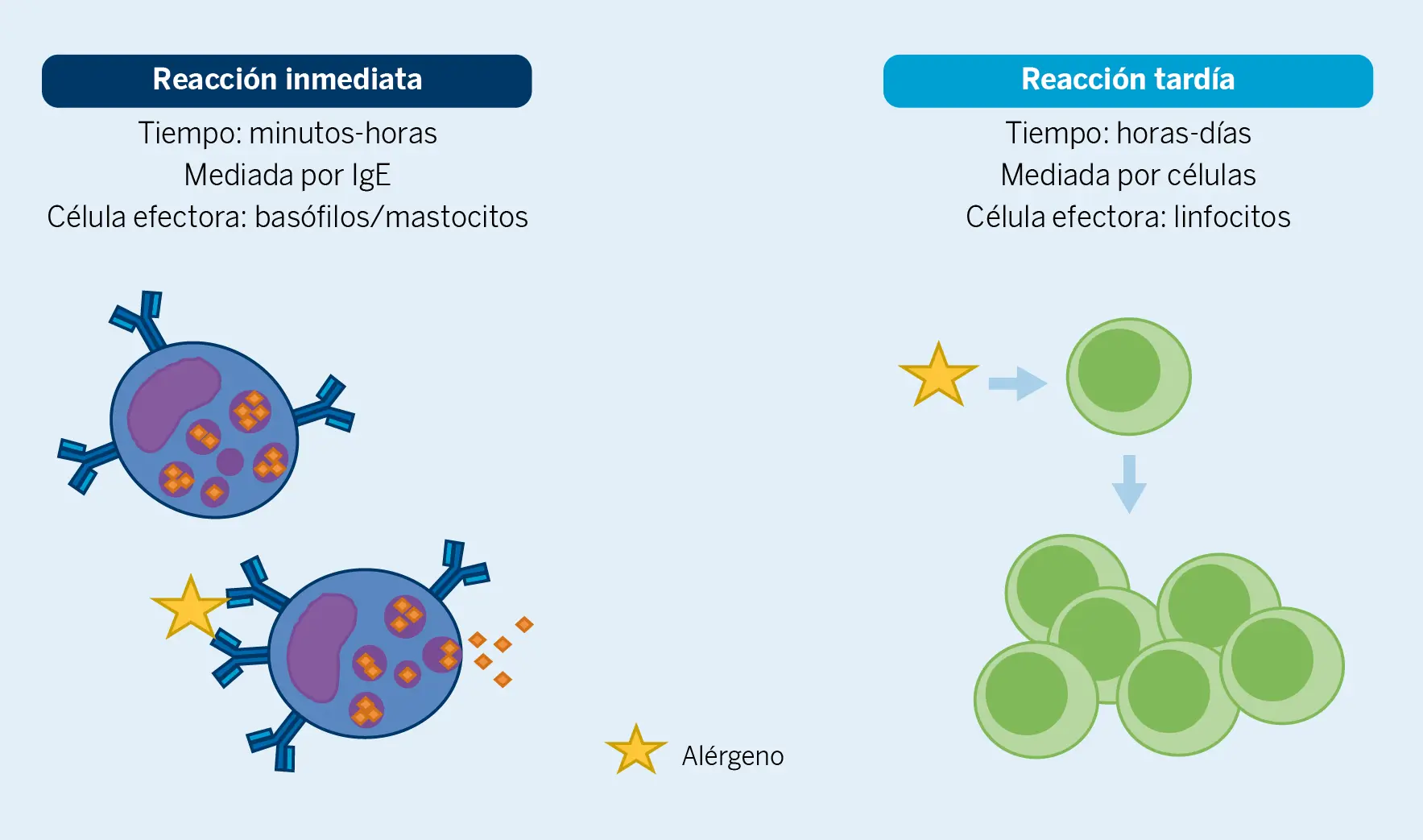 Figura 2. Reacciones alérgicas de tipo inmediato y tardío