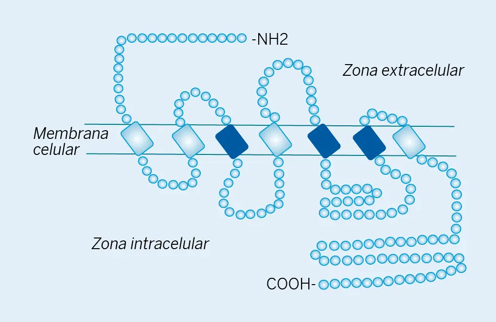 Figura 2. Receptor beta-2 adrenérgico.