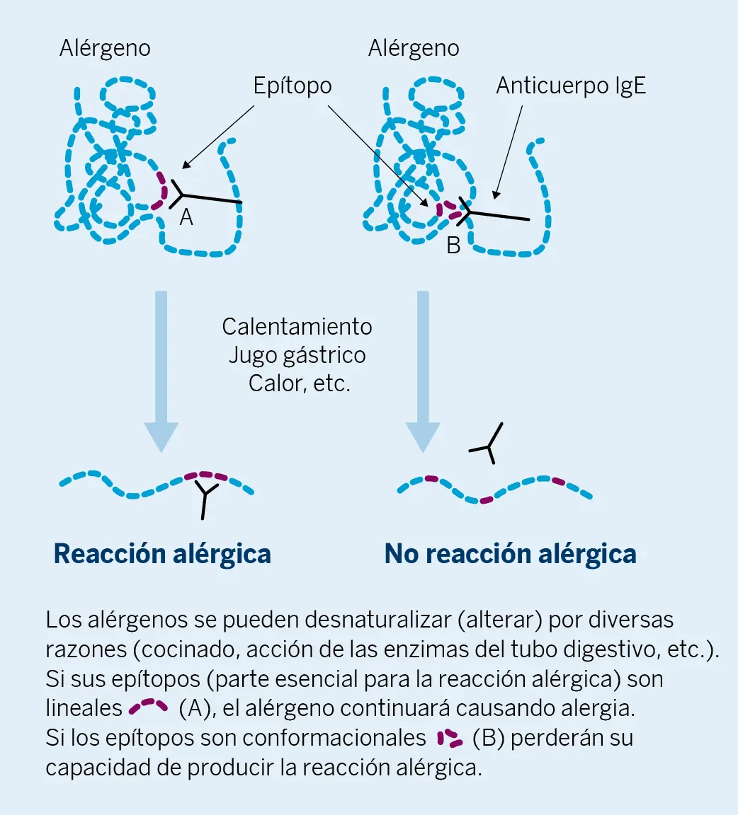 Figura 1. Epítopos lineales y conformacionales