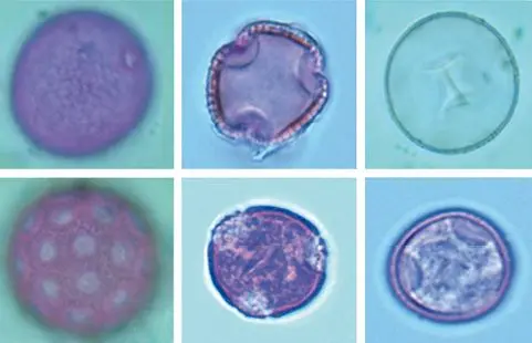 Figura 1. Imágenes al microscopio óptico de los seis pólenes más importantes como causa de rinoconjuntivitis y asma alérgica en España: 1. Gramíneas; 2. Olivo; 3. Arizónica; 4. Salsola; 5. Plátano de sombra; 6. Parietaria