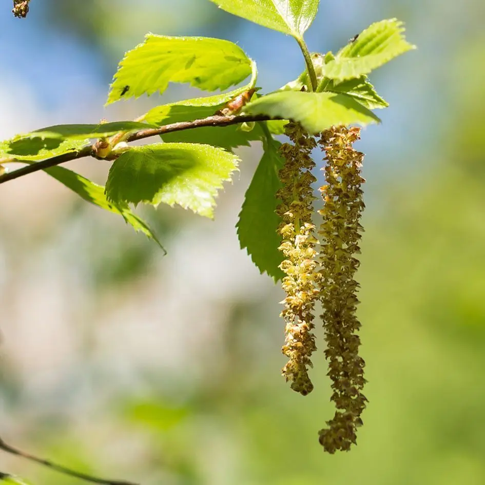 Flor de Abedul