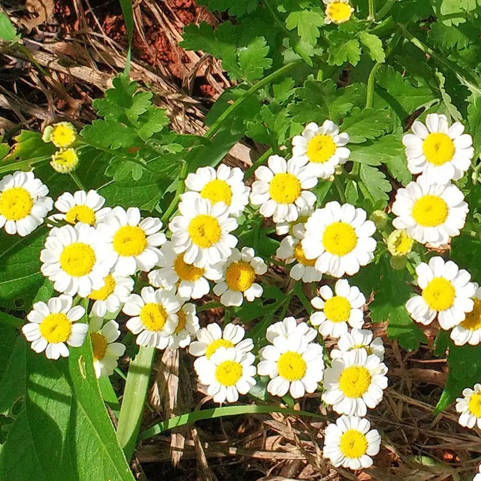 Flor de Artemisia