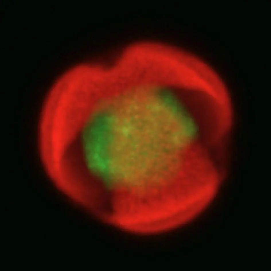 Imagen confocal - Artemisia