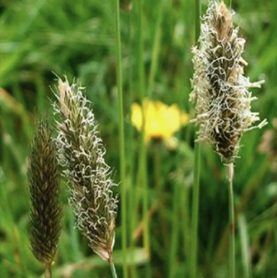 Flor de Graminea