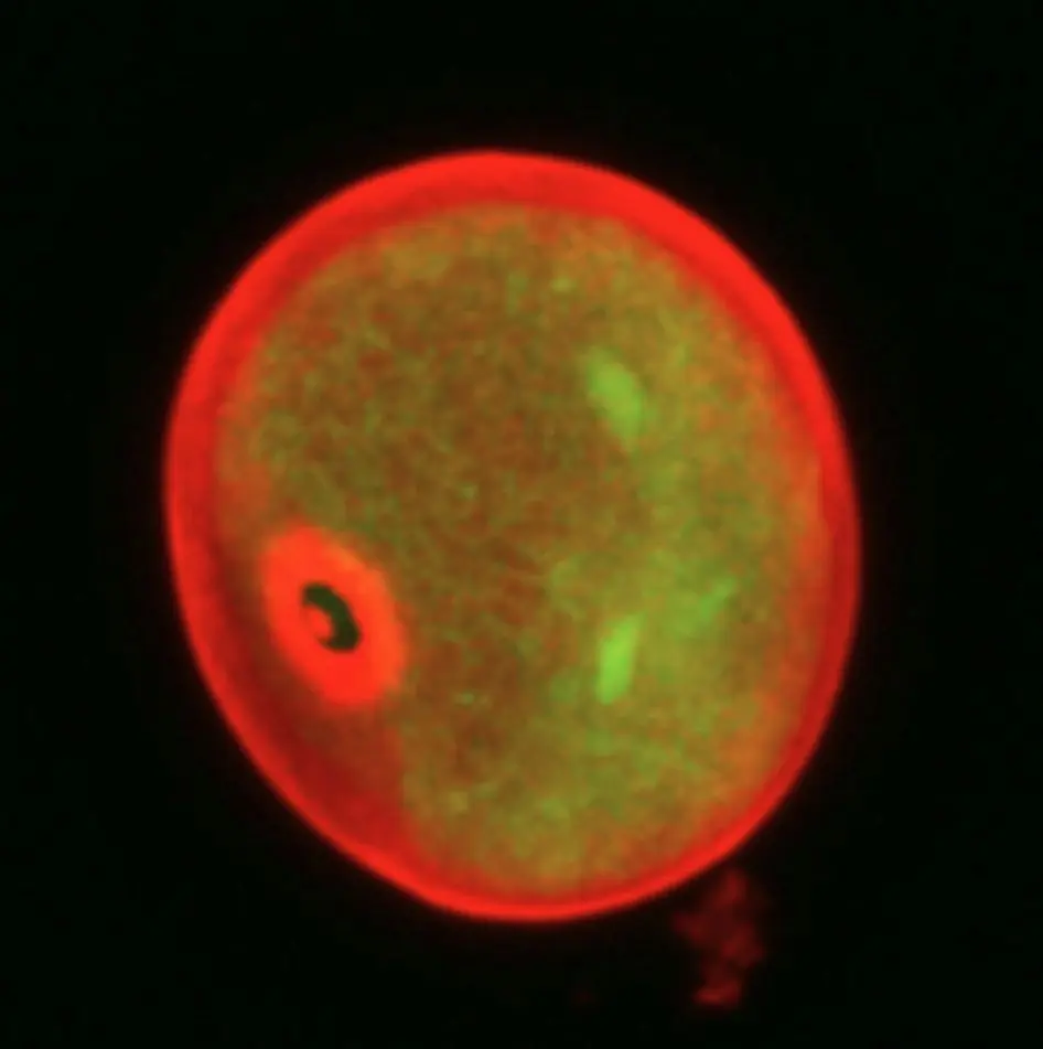 Imagen confocal - Gramíneas