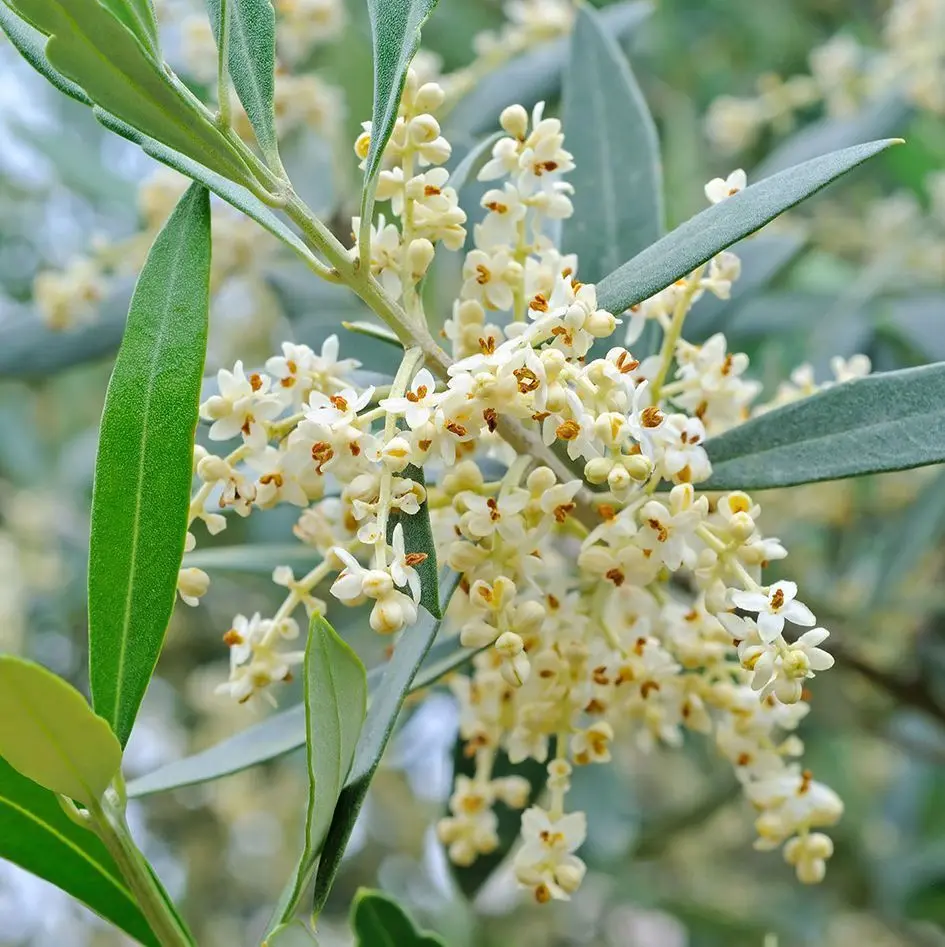 Flor de Olivo