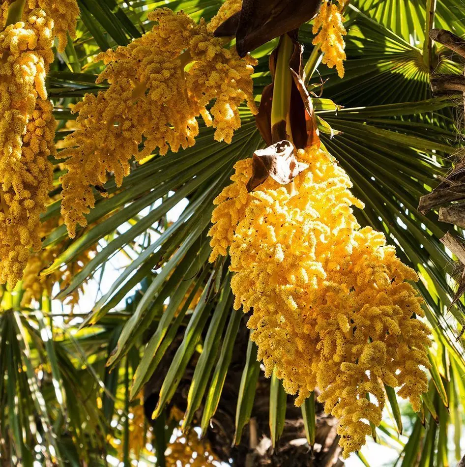 Flor de Palmera