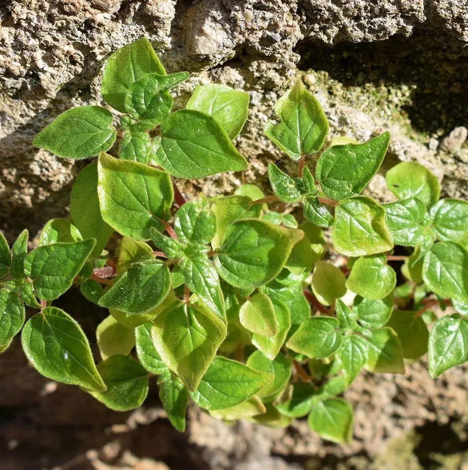 Planta de Parietaria