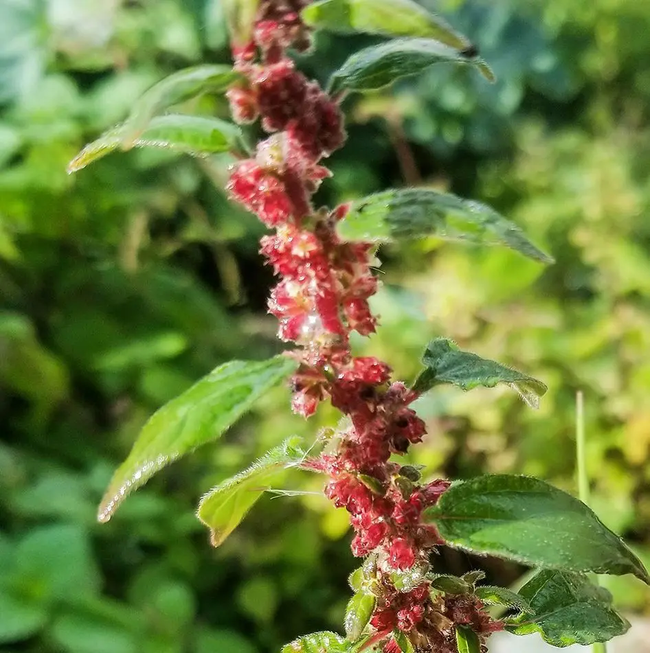 Flor de Parietaria