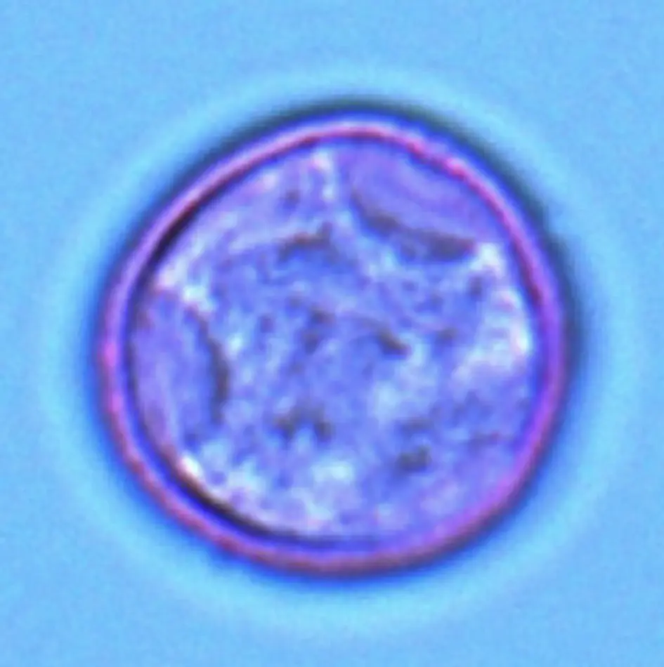 Microscopio óptico - Parietaria