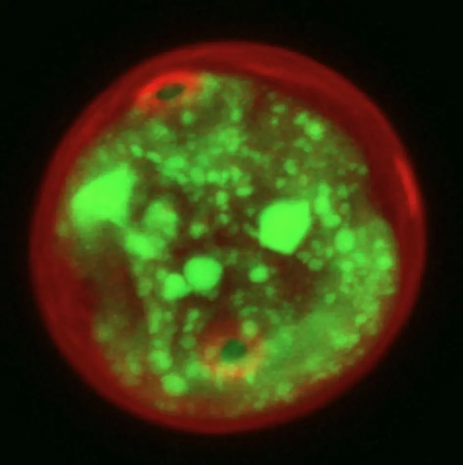 Imagen confocal - Parietaria