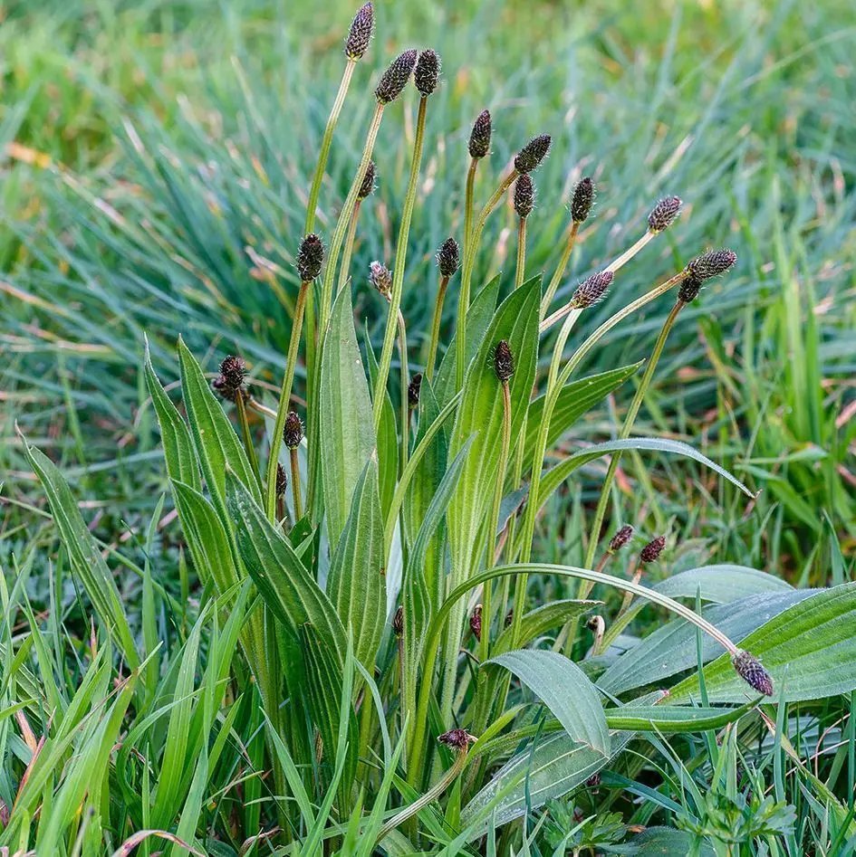 Planta de Plantago