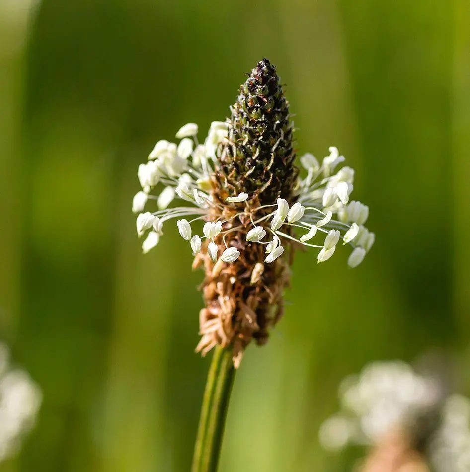 Flor de Plantago