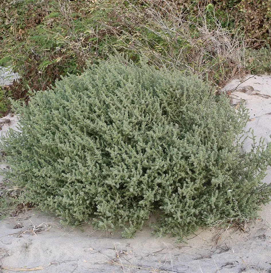 Planta de Salsola