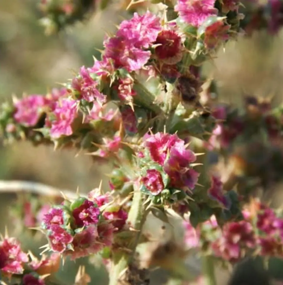 Flor de Salsola