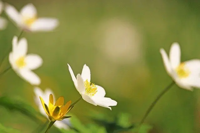 Guía de cuidados básicos y tratamientos tópicos de la dermatitis atópica