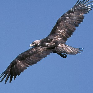 fbbva-biocon-2004-aves-espana