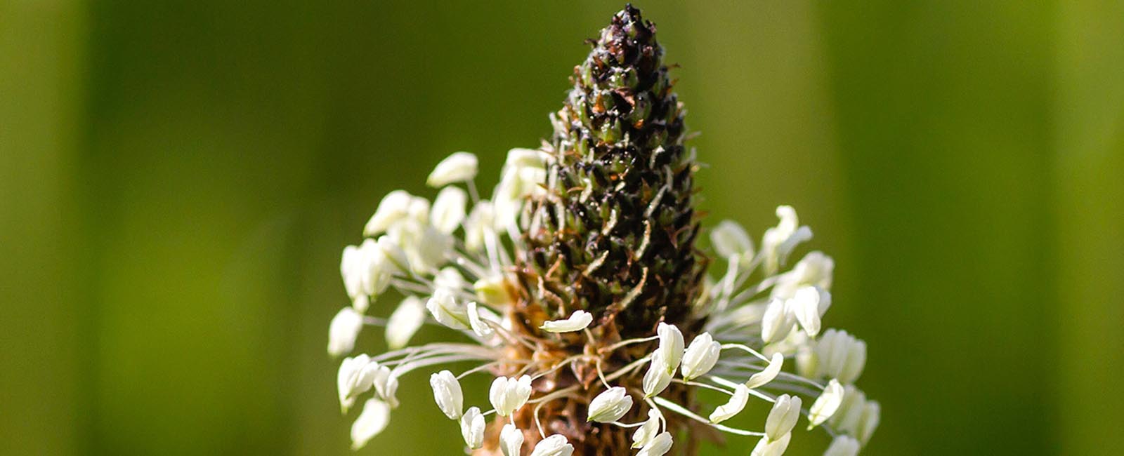 Flor alergias
