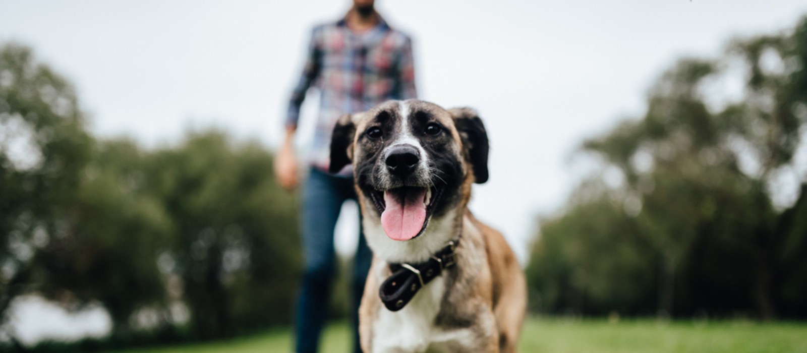 Perro jugando en un parque.