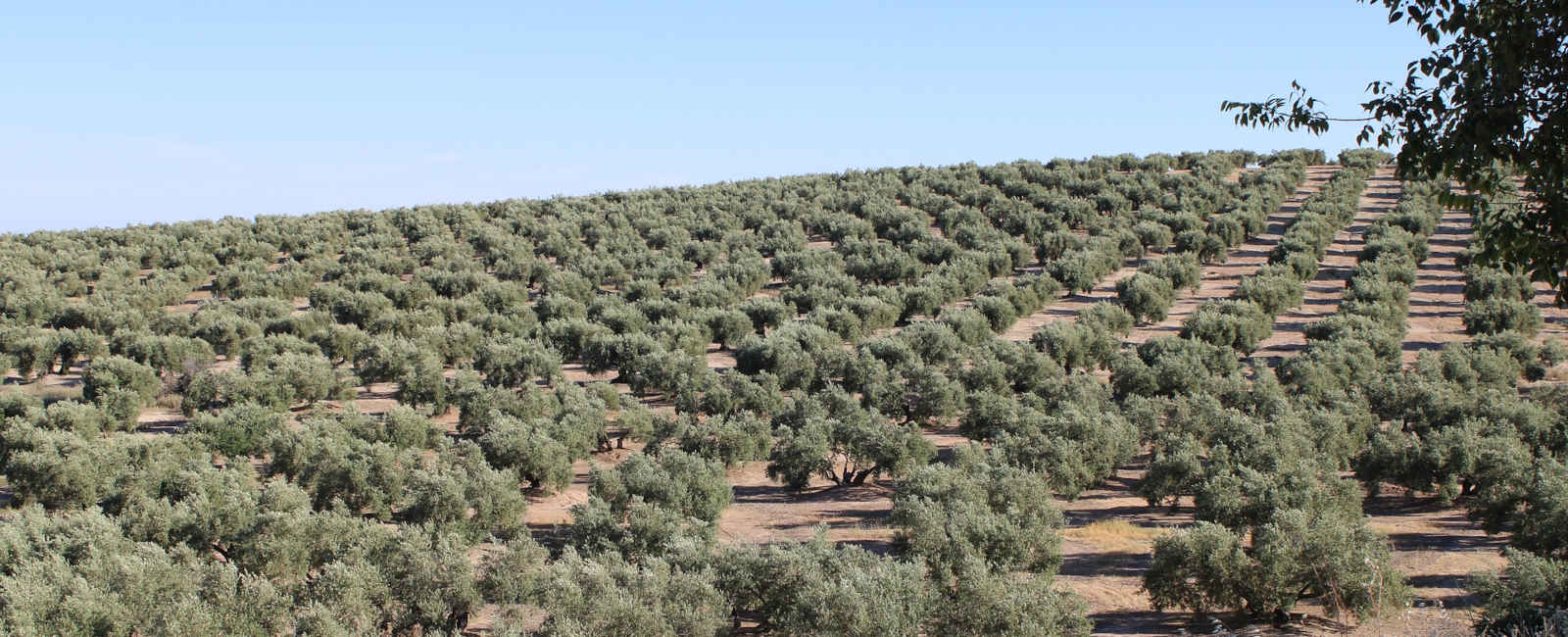 Campos de olivos en Jaén, Andalucía (España). Olivar.