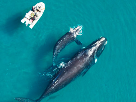 redescubre-CONSERVACION-BALLENAS