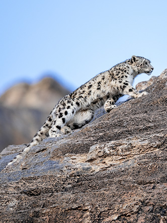 Leopardo de las nieves. International Snow Leopard Trust, XVII Premio Mundial Fundación BBVA a la Conservación de la Biodiversidad