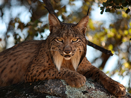 Lince ibérico. Fundación CBD-Hábitat